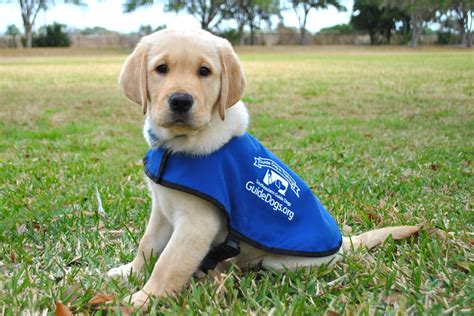Learn About Puppy Guide Dogs In Training Dogbuddy Blog