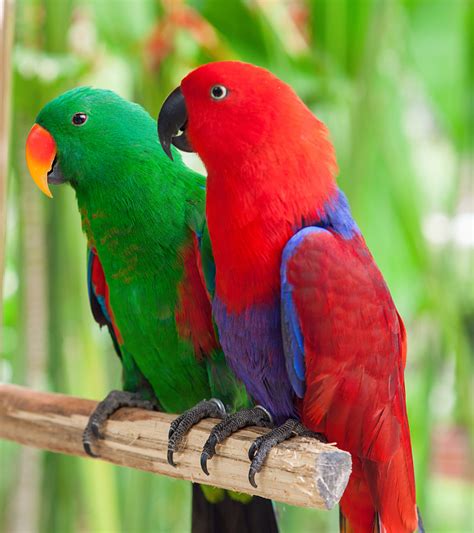 pair-eclectus-parrots-proven-pair-fly-babies-aviary