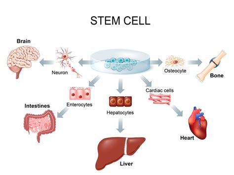 Stem Cells Definition Function Types Applications And Importance