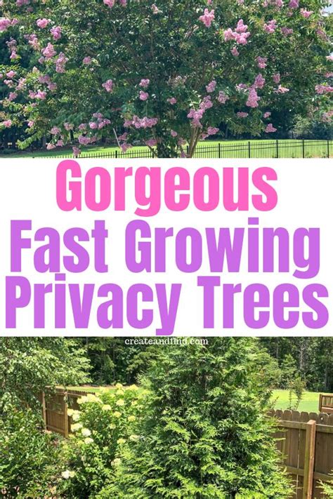 Fast Growing Privacy Trees Plant These Varieties For Quick Solutions