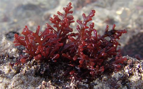 Seaweed 10 Facts And Interesting Uses Africa Geographic