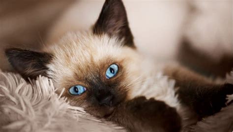 Balinese Cat Breed Complete Guide A Z Animals