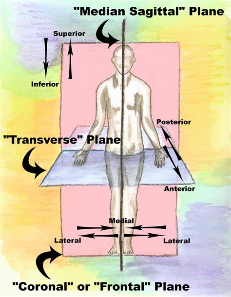 Blank Anatomical Position Human Body Diagram Ch 1 Human Body Orientation