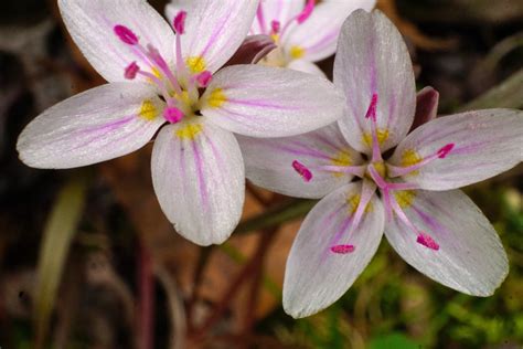 Discover West Virginia Spring Wildflowers Of The New River Gorge