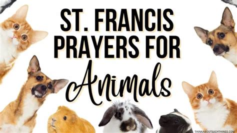 9 Powerful Prayers For Pets Think About Such Things