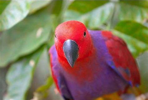 Female Eclectic Parrot Red Parrot Beautiful Birds Pretty Birds