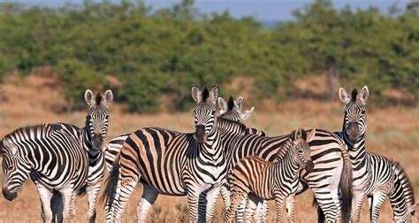 4 Day Kruger National Park Big 5 Safari And Panorama Route Tour By The