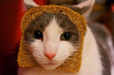Bread Cat