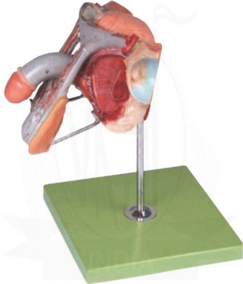 Male Genital Organs Model