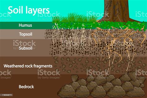 Soil Layers Diagram For Layer Of Soil Stock Illustration - Download ...