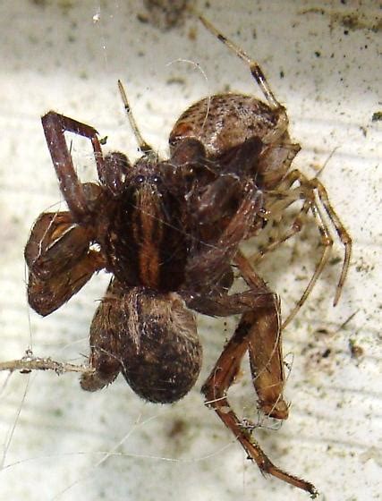 Common House Spider And Prey Parasteatoda Tepidariorum Bugguidenet