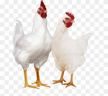 Poultry Png Images Pngwing