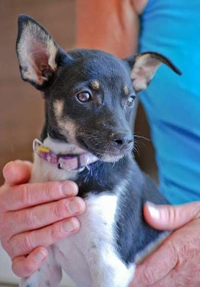 Tilly 3 Month Old Female Miniature Pinscher Cross Available For Adoption