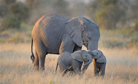 25 Breathtaking Photos Of Elephants ~ Amazing