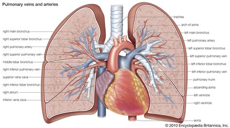 Describe the major features of blood vessels of different diameters, including the predominant. Pulmonary artery | anatomy | Britannica
