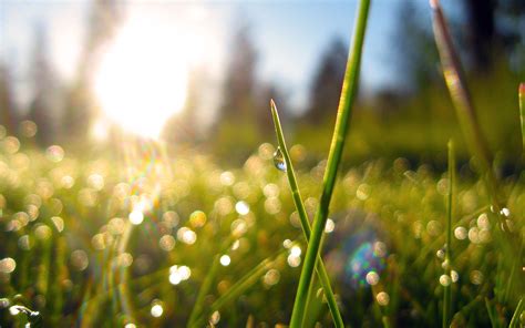 Bright Spring Grass Wallpapers And Images Wallpapers Pictures Photos