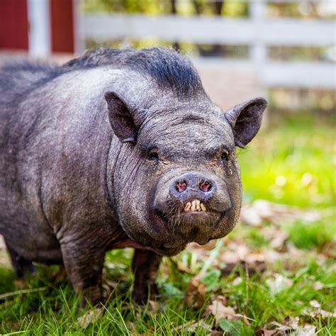 Robbie The Pot Bellied Pig Up For Adoption In Massachusetts After Given
