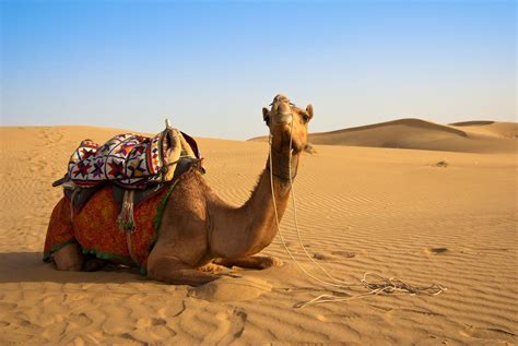 60 Curiosidades De Los Camellos Datos Interesantes Y Unicos