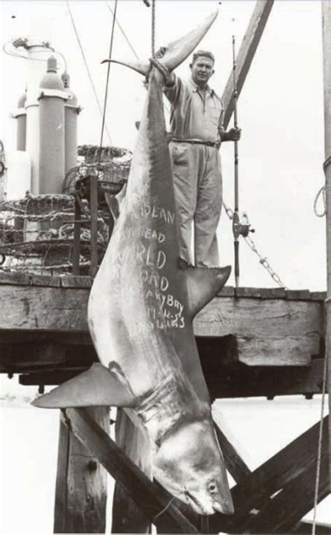 It can be a nuisance to gear and catches in some commercial fisheries. Biggest Sharks Ever Caught - Elite Facts
