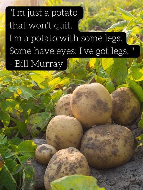 Best Potato Quotes For Food Lovers Darling Quote