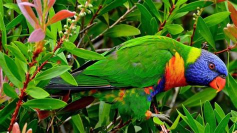 Multicolor Birds Animals Tropical Parrots Rainbow