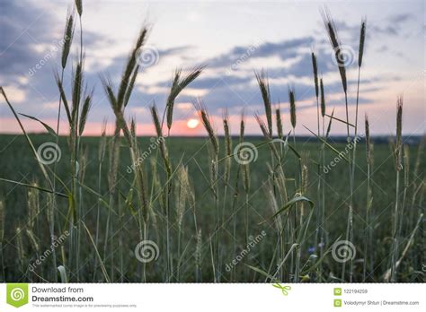 Young Green Wheat Ears On A Beautiful Field With Evening Sunset Sky