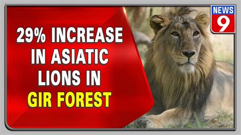 Asiatic Lions Population Increase In Gujarats Gir Forest Youtube