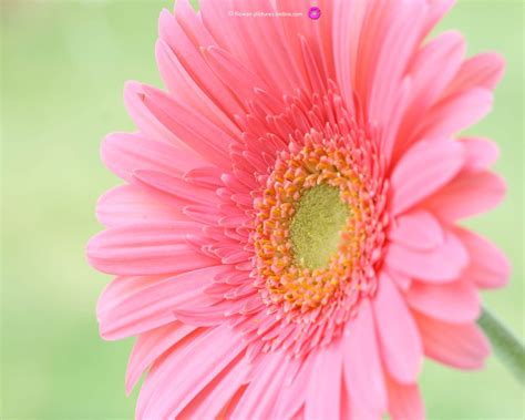 🔥 Download Pink Flower Wallpaper By Coconnor40 Free Flower Desktop