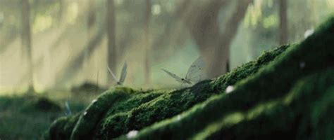 Find gifs with the latest and newest hashtags! dryad gif - Pesquisa Google | Aesthetic gif, Fantasy