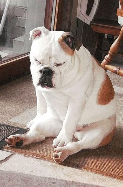 How many puppies do english bulldogs have. 25 Hilarious Photos That Prove English Bulldogs Can Sleep Absolutely Anywhere