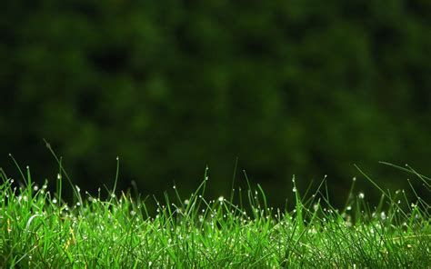 500 Best Green Grass Background Hd Images Download Trending In The Year