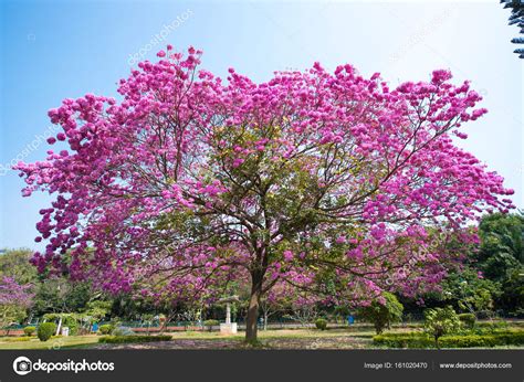 Trova ispirazione scegli tra migliaia di prodotti arreda la casa senza uguali. Bellissimo grande albero con fiori viola in India, all'aperto . — Foto Stock © ggfoto #161020470