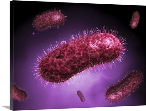 Microscopic View Of Bacteria Wall Art Canvas Prints Framed Prints