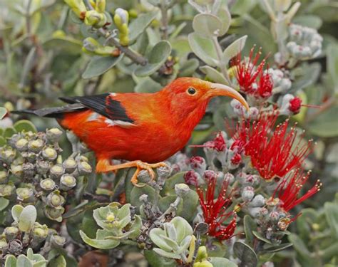 Native Hawaiian Forest Birds Of Hawaii Volcanoes National Park Us