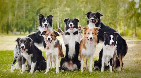 Border Collie Dog Breed Information Facts Traits Pictures And More