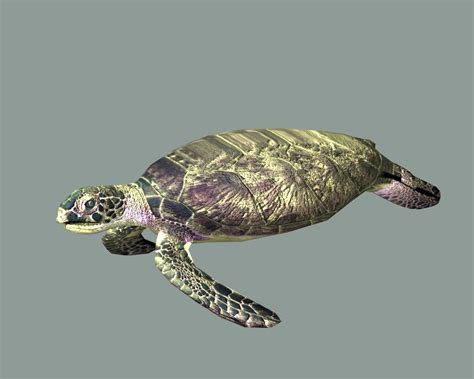 Low Poly Turtle Free D Model C D Free D