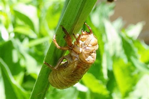 The Differences Between Cicadas And Locusts Owlcation