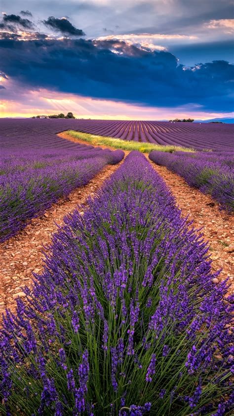 1082x1920 Lavender Field Hd Sunset 1082x1920 Resolution Wallpaper Hd