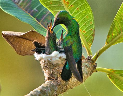 Barbados Caribbean Birding Trail