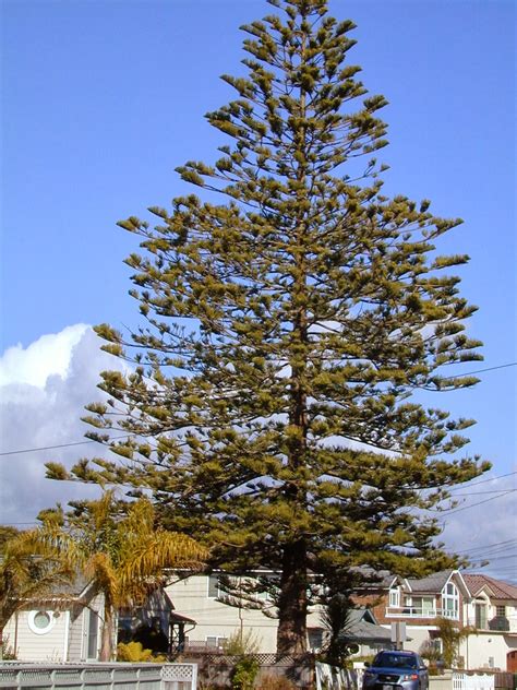 Trees Of Santa Cruz County Araucaria Heterophylla Norfolk Island Pine