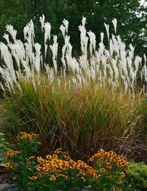 Many Ornamental Grasses Really Pay Off When It Comes To Fall Color