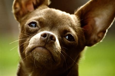 Meet Mooky A 10 Pound Chihuahua Looking For Her Fur Ever Home Pets