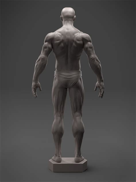 Male Anatomy Sculpture 3d Model 3d Printable Stl