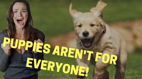 Before You Get A Puppy Or Dog Watch This 4 Things You Need To Know