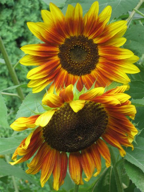Double Sunflowers Sunflower Plants Garden