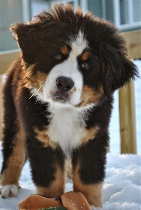Cute Puppy And Dog Bernese Mountain Dog Puppy