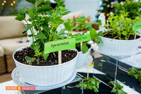 Grow Mint Indoors Spearmint And Peppermint The Foodie Gardener