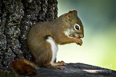 Praying Squirrel Photograph By Cheryl Baxter Pixels