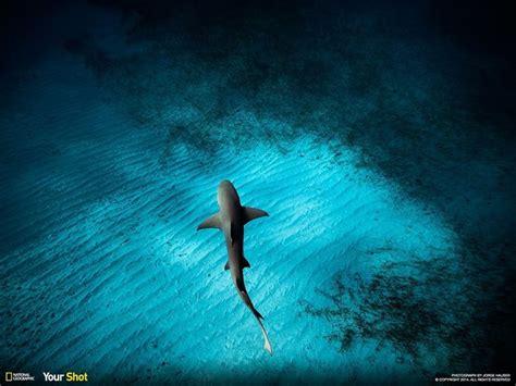 Timeline Photos National Geographic Underwater Animals Sea