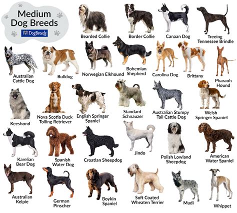 Small Dog Breeds Chart Svg Png  1620 Uk